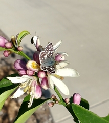 Burnsius communis