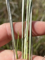 Pityopsis tracyi