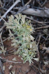 Ledebouria undulata