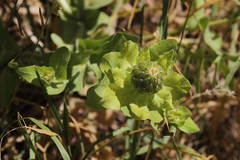 Centaurea polypodiifolia