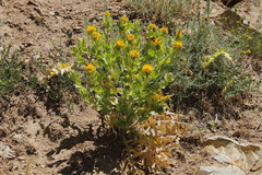 Centaurea polypodiifolia