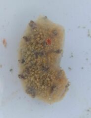 Botryllus