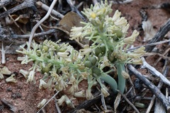 Ledebouria undulata