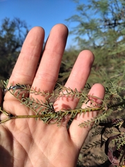 Prosopis flexuosa
