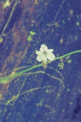 Arthropodium milleflorum