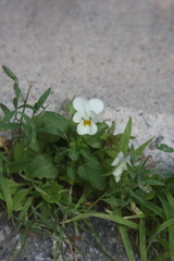 Viola tricolor