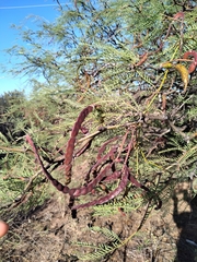 Prosopis flexuosa