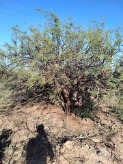 Prosopis flexuosa