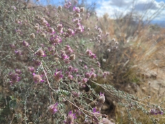 Dalea pulchra
