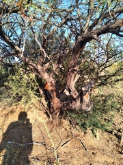 Prosopis flexuosa