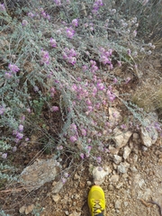 Dalea pulchra