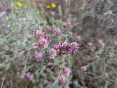 Dalea pulchra