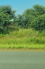 Campuloclinium macrocephalum