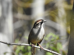 Oriturus superciliosus