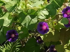 Ipomoea purpurea