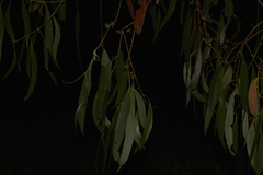 Eucalyptus pauciflora pauciflora