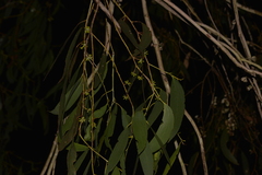 Eucalyptus pauciflora pauciflora