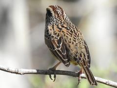 Oriturus superciliosus