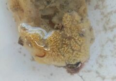 Botryllus