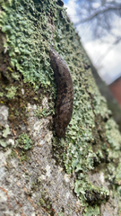 Megapallifera mutabilis