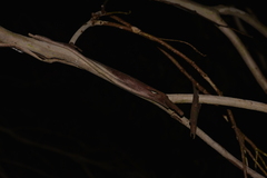 Eucalyptus pauciflora pauciflora