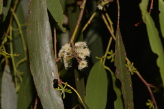 Eucalyptus pauciflora pauciflora