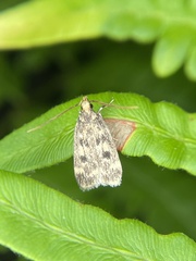 Martyringa latipennis