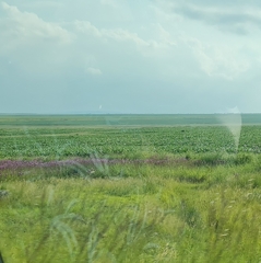 Campuloclinium macrocephalum