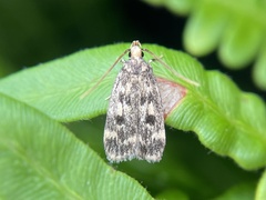 Martyringa latipennis