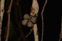 Eucalyptus pauciflora pauciflora