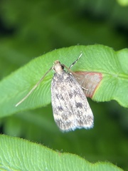 Martyringa latipennis