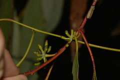 Eucalyptus pauciflora pauciflora