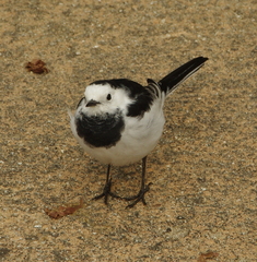 Motacilla alba leucopsis