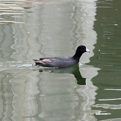 Fulica americana