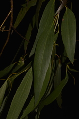 Eucalyptus pauciflora pauciflora