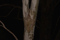 Eucalyptus pauciflora pauciflora