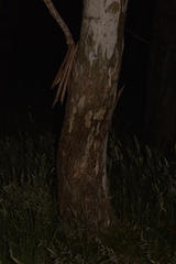 Eucalyptus pauciflora pauciflora