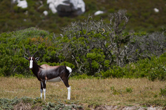 Damaliscus pygargus pygargus