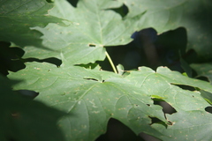 Vasates aceriscrumena