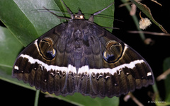 Erebus terminitincta