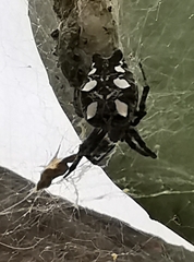 Cyrtophora citricola