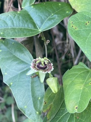 Passiflora coriacea