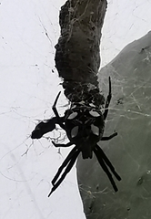 Cyrtophora citricola