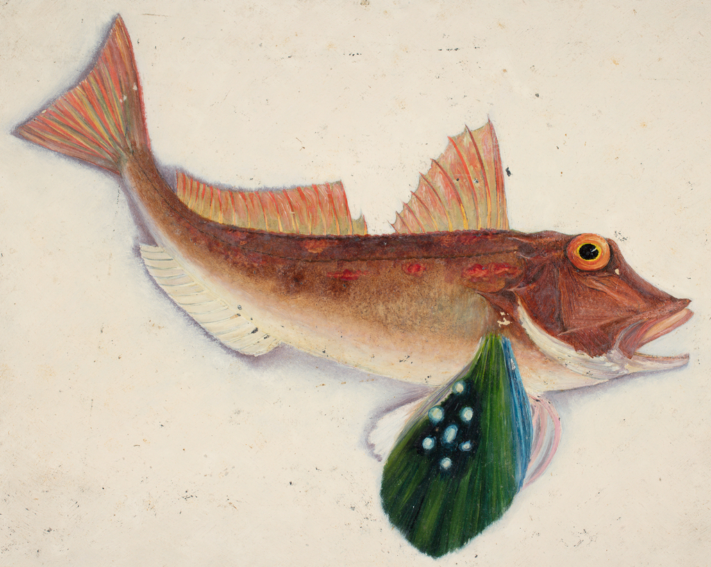 Spotted Gurnard