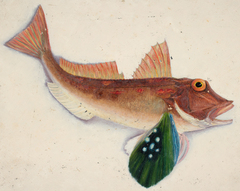 Spotted Gurnard photo 1
