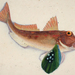 Scaly Gurnard - Photo Auckland Museum  Collections, no known copyright restrictions (public domain)