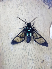 Cosmosoma xanthosticta