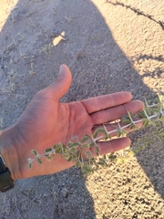 Plectrocarpa tetracantha