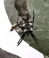 Cyrtophora citricola