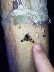 Cosmosoma xanthosticta